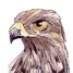 Sparrowhawke 3D
