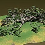 Generate Ivy